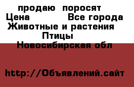 продаю  поросят  › Цена ­ 1 000 - Все города Животные и растения » Птицы   . Новосибирская обл.